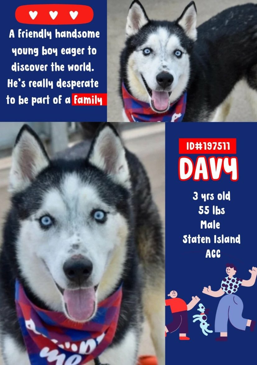 🐕 #Adoptme DAVY😍 3yrs #Siacc Davy is a handsome friendly adorable boy eager to learn very attentive to handler gd on leash likes treats hes waiting for you to make him part of your family 💖 Nycacc.app #197511 Dm @CathyPolicky @SuzanneSugar #FostersSaveLives