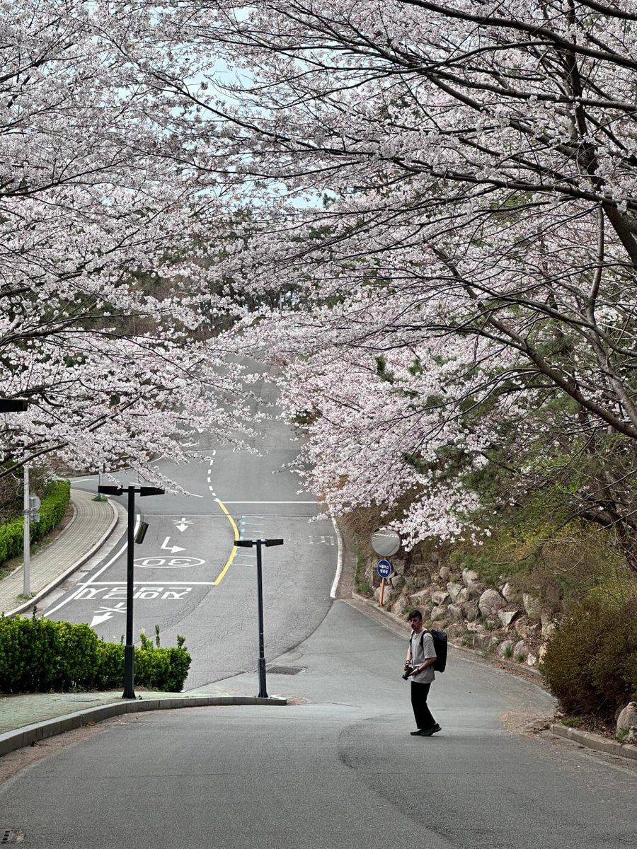 Jose_Alvian's tweet photo. I must go and see these beautiful cherry blossoms next time https://t.co/i99CtbNhbA