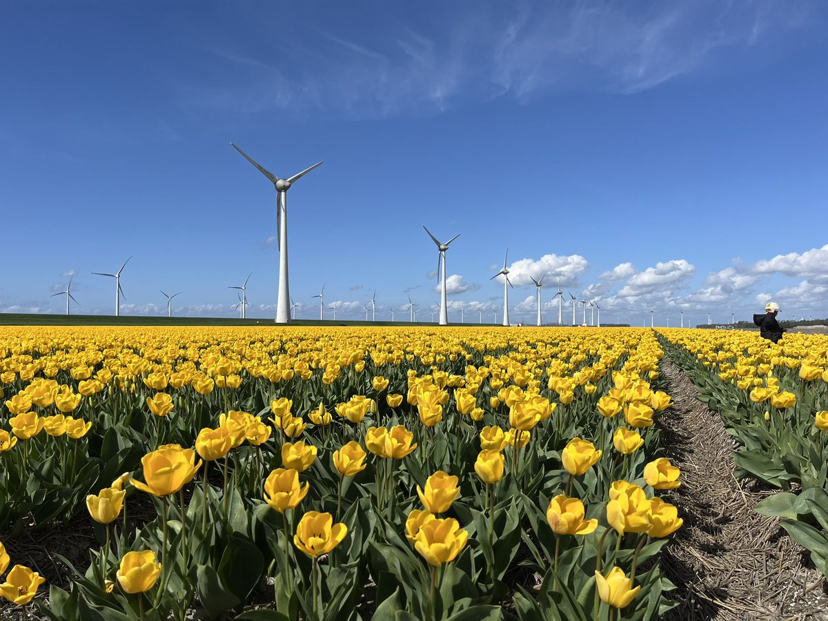 A lovely day in ‘Tulip Mania Land’☀️🌷

#TheNetherlands