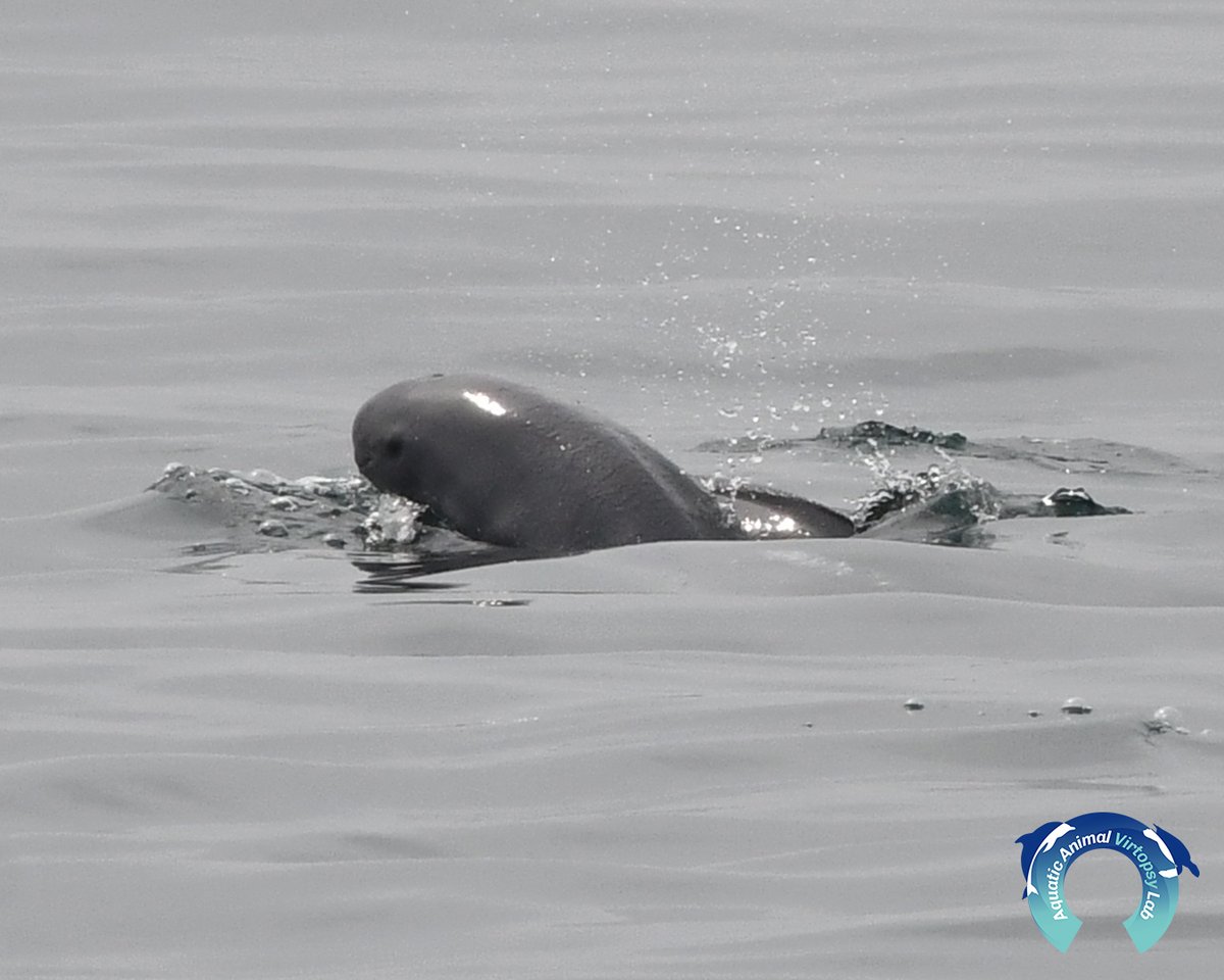 AAVLab2014's tweet photo. On every 14 April, “National Dolphin Day” is listed as one of the pet health and veterinary awareness events by American Veterinary Medical Association, in order to raise the public awareness on the valuable dolphins. https://t.co/Tge38bgz61