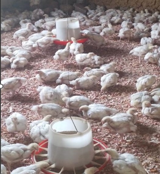 karorerosylves2's tweet photo. Do you want to make an impact in life transformation ?
yes, Never see around or behind of you, just go straight forward in agricultural sector where your plate is always full. I am seeing a good future in agriculture, Welcome in the movement #poultryproduction #cookorw #karoserve https://t.co/TDnIzNzhQB