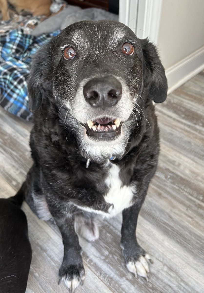 Fozzy Bear would like to share his inside smile today 🥰❤️❤️❤️