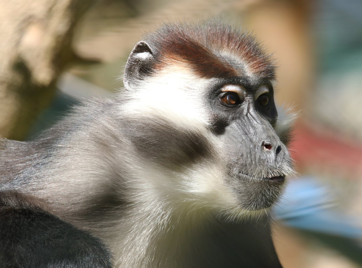 Cherry Crowned Mangabey @PaigntonZoo #mangabey