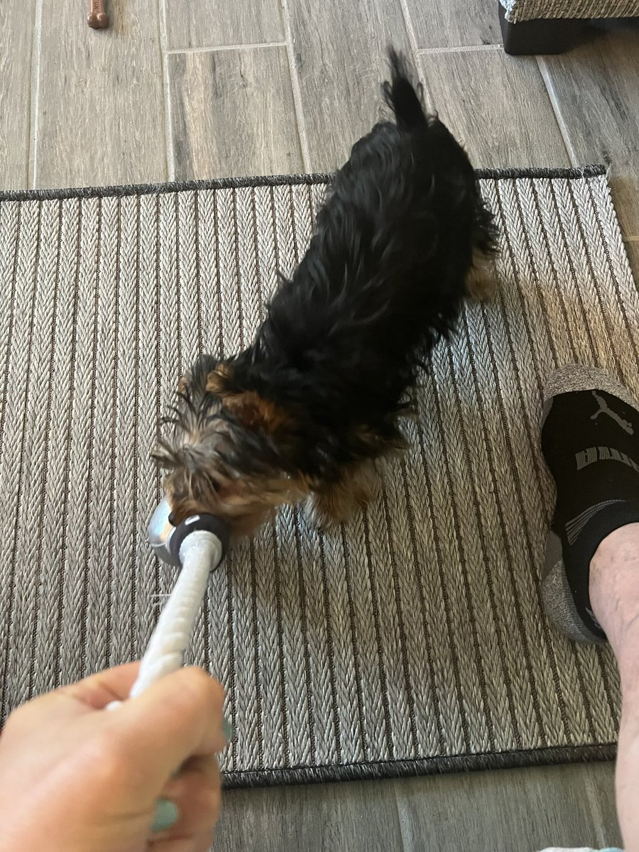 xrayjaytn's tweet photo. @DollyParton  Jackson loves his #doggyparton microphone toy!! @DoggyParton #yorkie https://t.co/s7KjmFfcGf