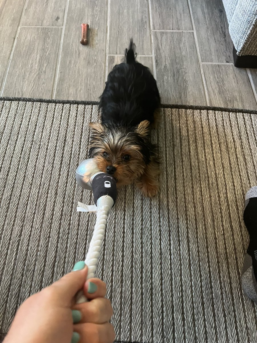 xrayjaytn's tweet photo. @DollyParton  Jackson loves his #doggyparton microphone toy!! @DoggyParton #yorkie https://t.co/s7KjmFfcGf