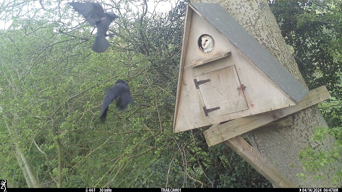 There's a territorial battle around the owl box.