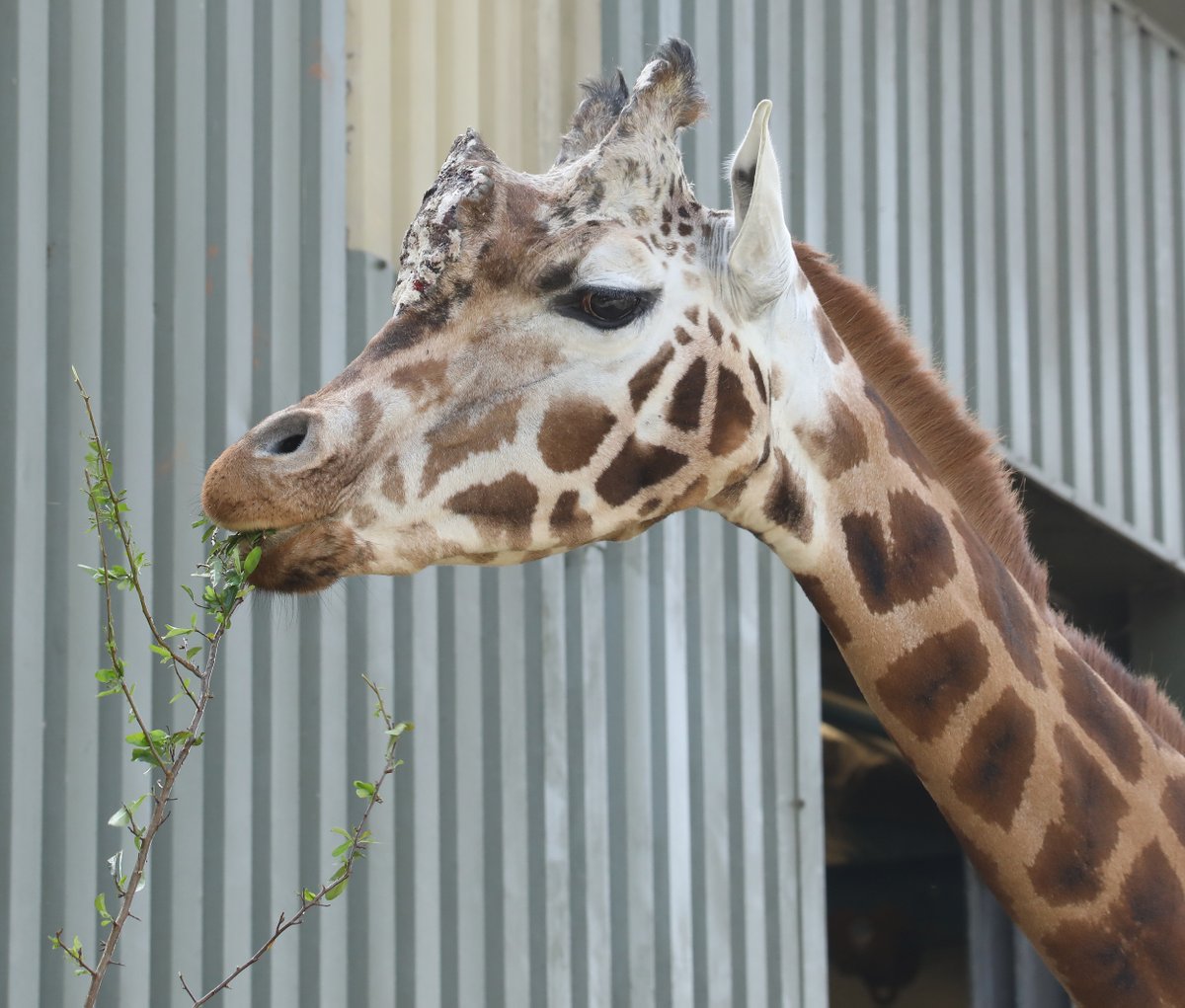Rothschild's Giraffe @PaigntonZoo #giraffe