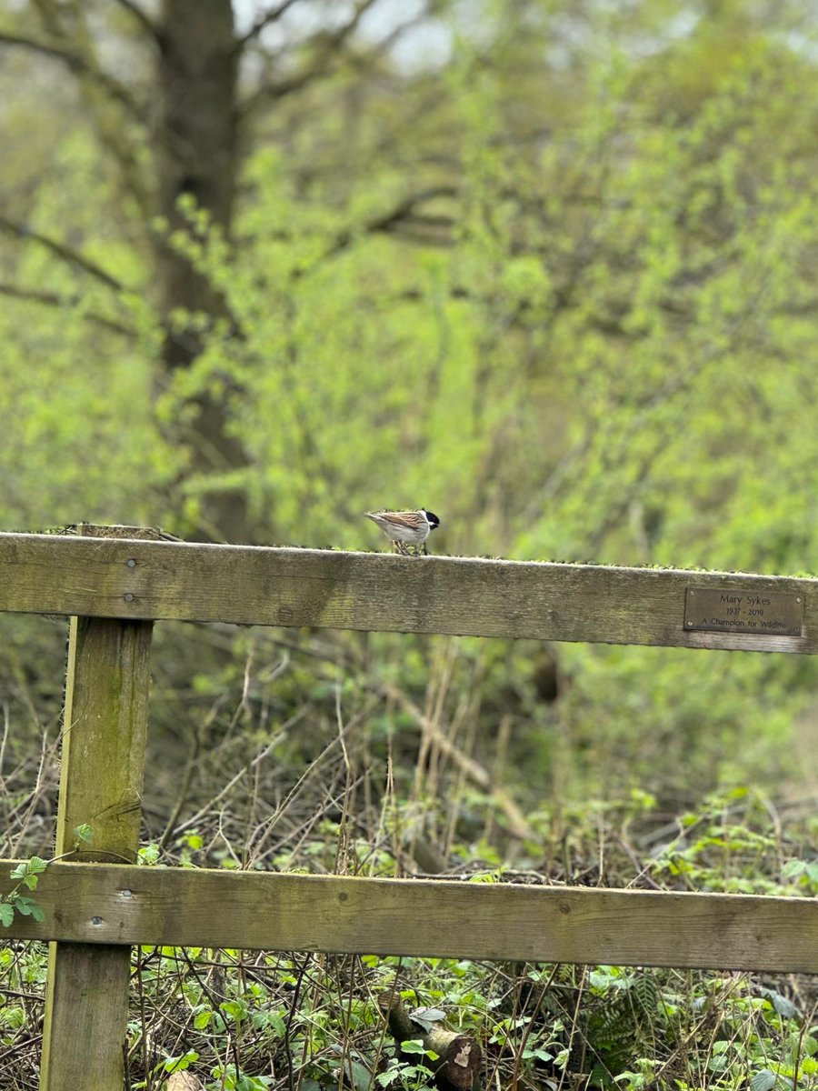 weybournepne's tweet photo. Very tame Reed Bunting at Askham Bog this afternoon @YorkBirding https://t.co/LvKLZTDOvv
