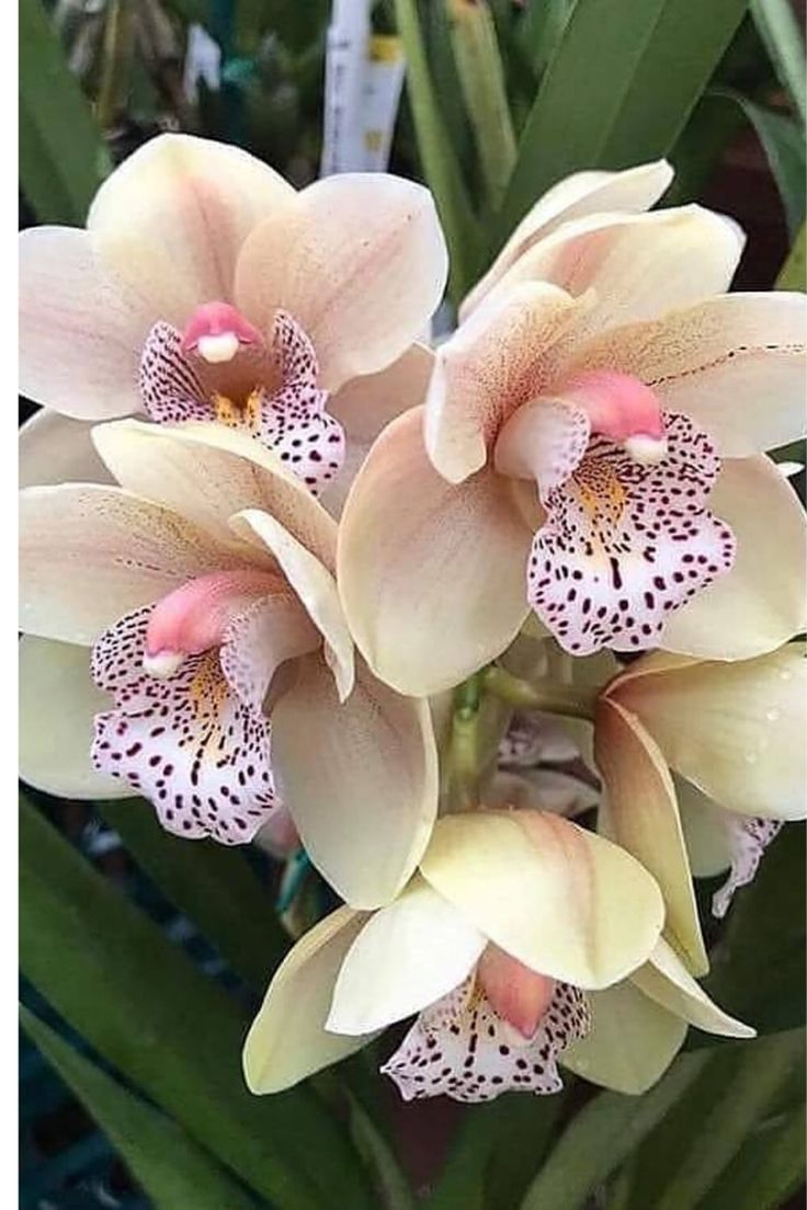 Good morning 🩷 my sweet friends 🩷

The Cymbidium Cabaret (Cream Puff) Orchid was first praised in writing for its rare beauty and fragrance some 2500 years ago by the Chinese philosopher Confucius. It symbolizes virtue and purity.

#SundayMotivation
#orchids