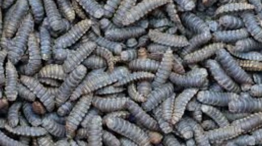 karorerosylves2's tweet photo. Do you want to make an impact in life transformation ?
yes, Never see around or behind of you, just go straight forward in agricultural sector where your plate is always full. I am seeing a good future in agriculture, Welcome in the movement #poultryproduction #cookorw #karoserve https://t.co/TDnIzNzhQB