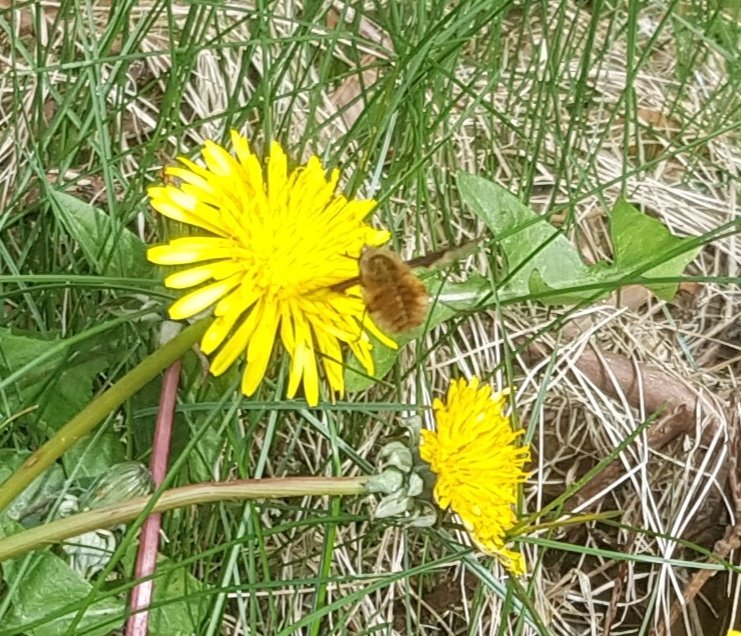 Had an excited happy dance when I saw this Dark-edged bee-fly (Bombylius major) today! Its the first I've recorded in our new garden and it was loving the scruffy patches. Stoke-on-Trent 14/04/24 #beeflywatch @DipteristsForum #naturegarden @Buzz_dont_tweet @SoldierfliesRS