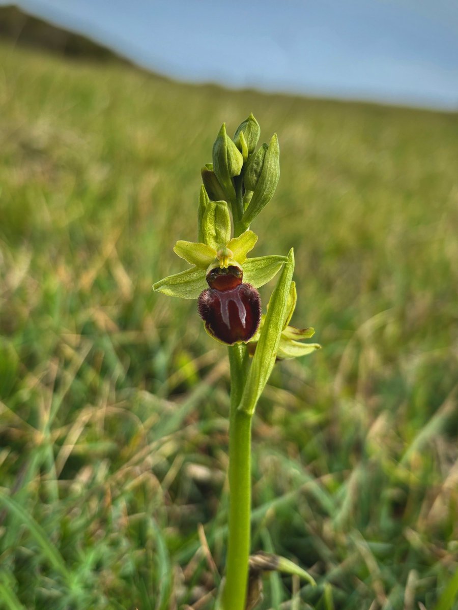 Stunning Early Spider Orchid (Ophrys sphegodes) in Dorset 💚 
@BSBIbotany @wildflower_hour 
Huge thanks to @withylake @AlastairSteven7 @duncanharris5 @StevePa46290725 🙏