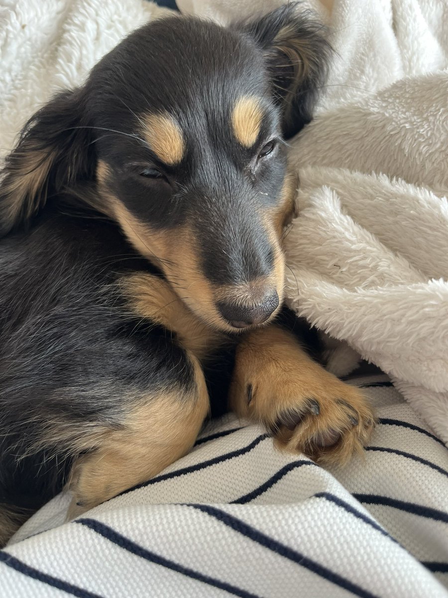 teenbruce's tweet photo. Welcome home Bali 🐶💗 https://t.co/n713jZAuMi