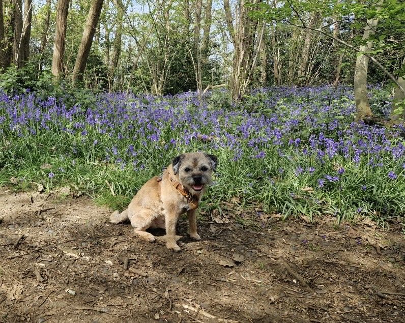 A Border in the bluebells.