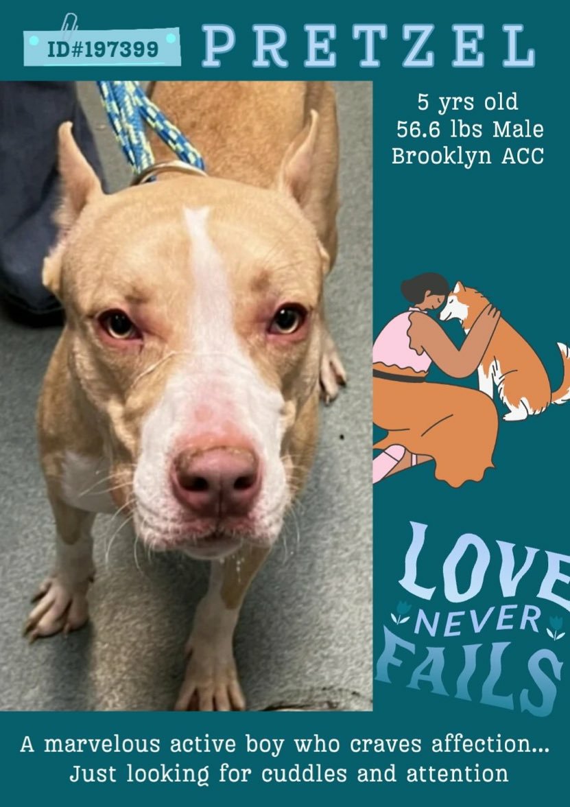 💜 #Adoptme PRETZEL 5yrs #BACC A wonderful affectionate lad active playful just looking for someone to love him ❤🙏 Nycacc.app #197399 Dm @CathyPolicky @SuzanneSugar #FostersSaveLives 🐕