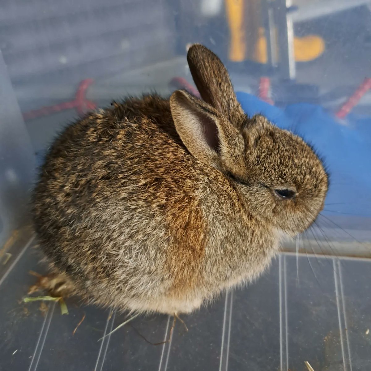 Bunny rescue, a young injured bunny. He was hiding on the inside wheel of a car, I managed to extricate him from the wheel. Have popped him in a box and put him in the garage where it's quiet and dark till the SSPCA come and collect him. #wildrabbit #rabbit #rescue #bunny