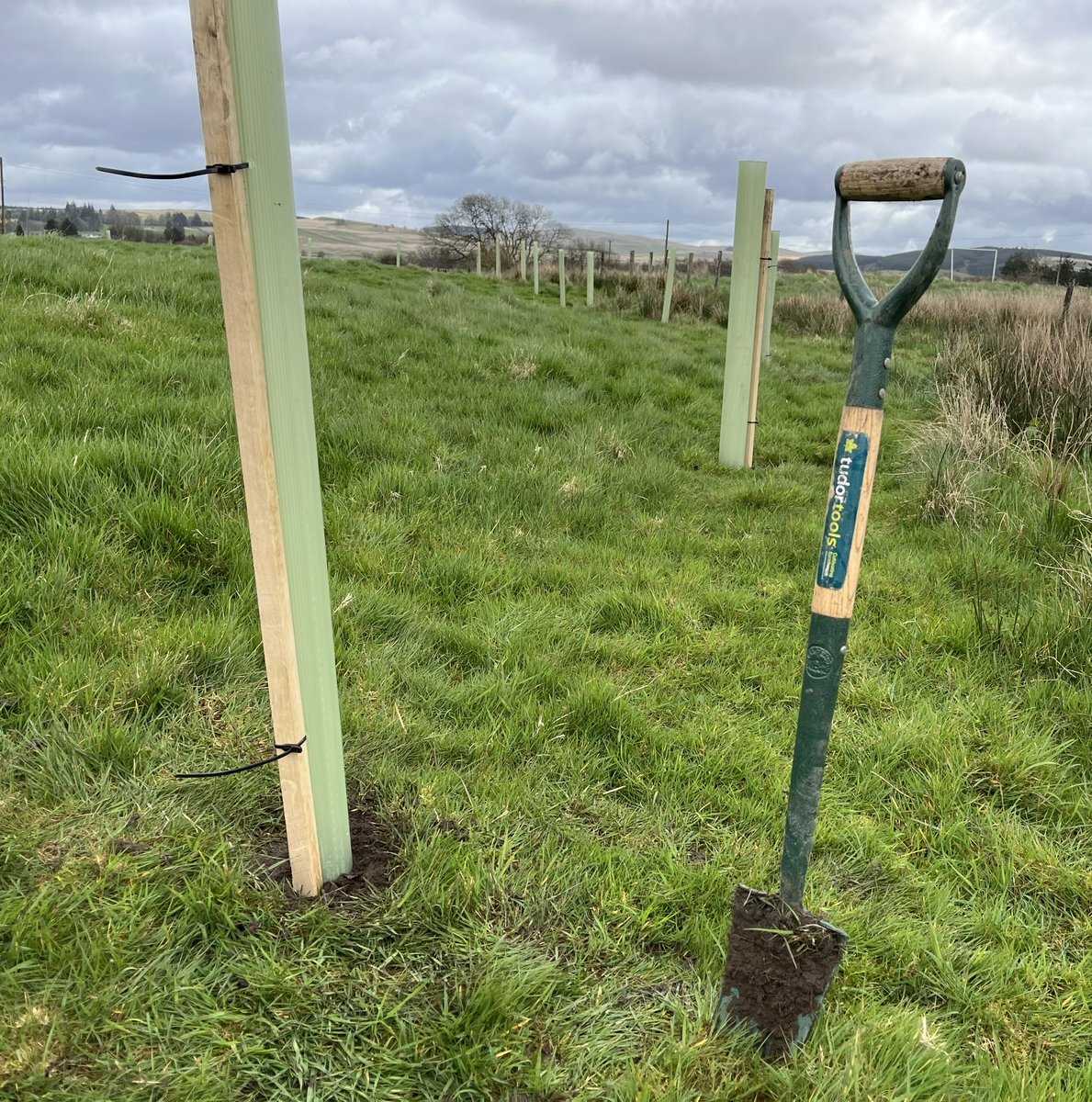 Great work today with a superb gang of volunteers, thank you so much : 255 native trees planted in the hills above Corsock, from Aspen to Willow #GenerationRestoration