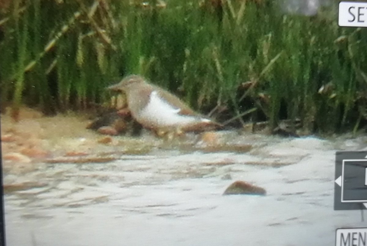 East Holme Holme Lane GP: 1st Common Sandpiper of the year, also the 5 Egyptian Geese chick with Mum & Barnie their foster parent. Holmebridge: 13 Cattle Egrets upstream of the Bridge, 42 Shelduck, 4 Egyptian Geese and a male Reed Bunting. @harbourbirds @PBirds70736