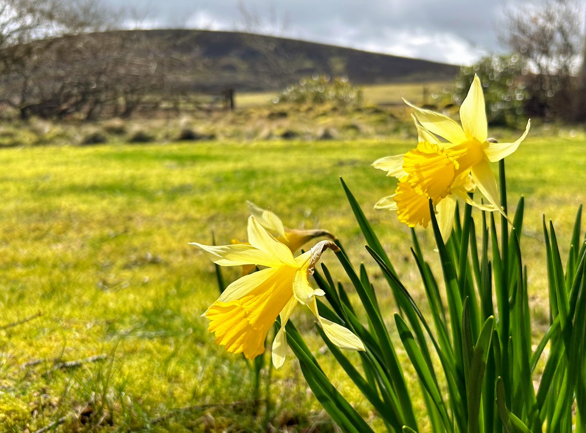 Springtime in the Pentland Hills #ScotlandIsCalling #Springtime #SundayFunday #Flowers #countryside