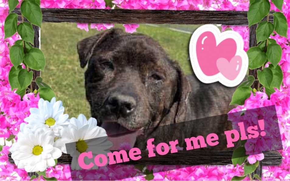 🆘💔BEAR here to say “Goodbye world” #A366173 There is no more SPACE for a senior sad gentleman 7 ys old APTB mix HW+ #Corpuschristi TX AC💔NONE is coming for me and I will 🔥DIE🔥TOMORROW 4/15😭Pls remember me🙏