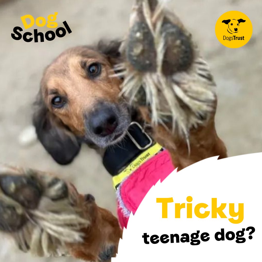 📣Looking to help your dog out with some training? We've got you covered!📣 Dog School Darlington have an adolescent class starting Saturday 20th April at the Darlington Rehoming Centre. Find out more here 👇 bit.ly/429QxJC #DogsTrust #DogTraining