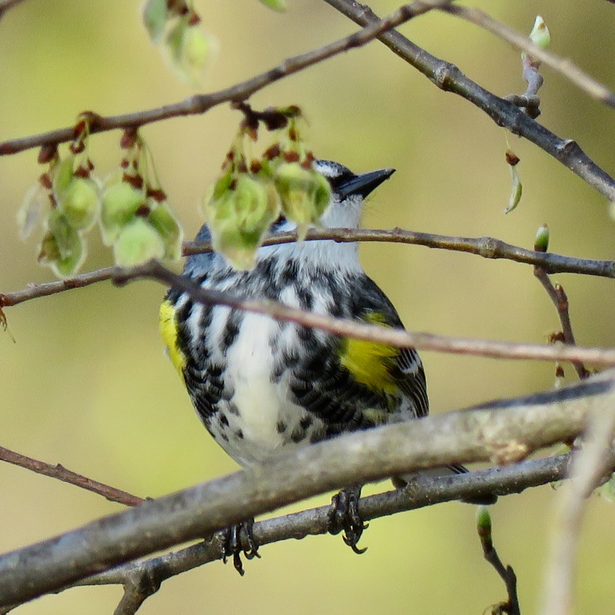 ✅ Focus ✅ Framing ✅ Light ✅ Witness-protection Setting #worstbirdpic (Yellow-rumped Warbler)