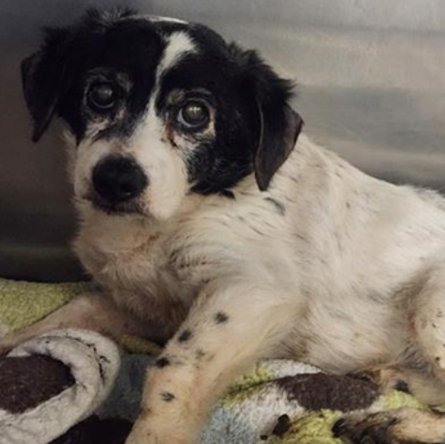 💔🆘💔MIKE is an 8 yo 10 lb terrier mix who has been at Downey #California ACC since 3-26. The shelter sent out a medical plea on 3-29 & he's just been sitting there. Only issue noted is neck sensitive to touch(?) He's adoptable. Please go see him, Mon-Sat, 11-5 #A5615734 info⬇️