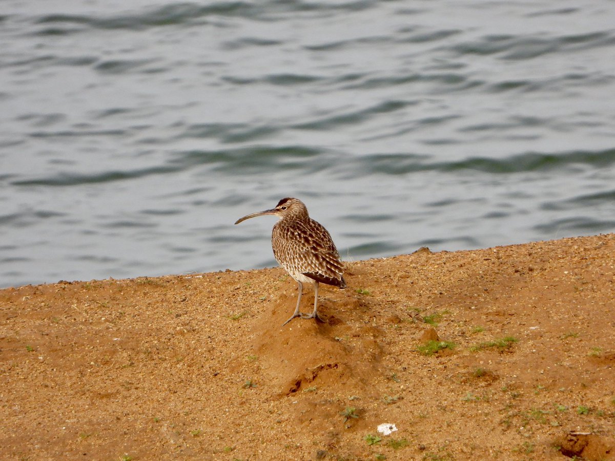 Whimbrel at Grovebury this morning <a href="/TringBirds/">TringBirds</a>