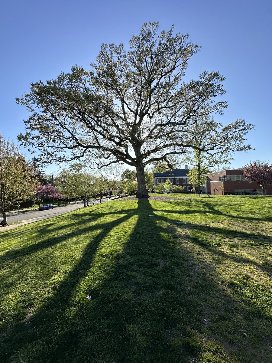 rbpless's tweet image. #gloverpark, home to the best tree! @StoddertNews @gloverpark