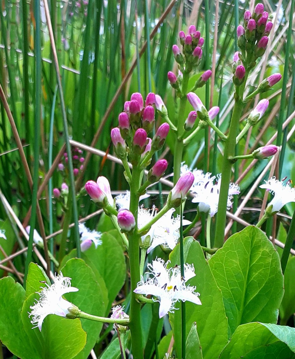 Bogbean coming into flower in East Sussex, where it's not very common at all. @SussexWildlife @Sussex_Botany @BSBIbotany @wildflower_hour