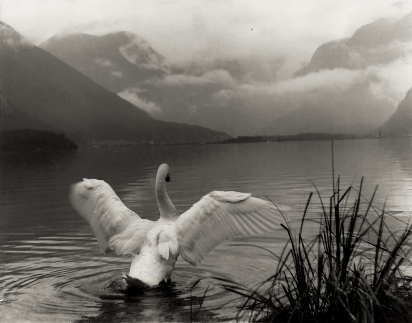 The winged swan, ca. 1940 - by Josef Klíma, Czech