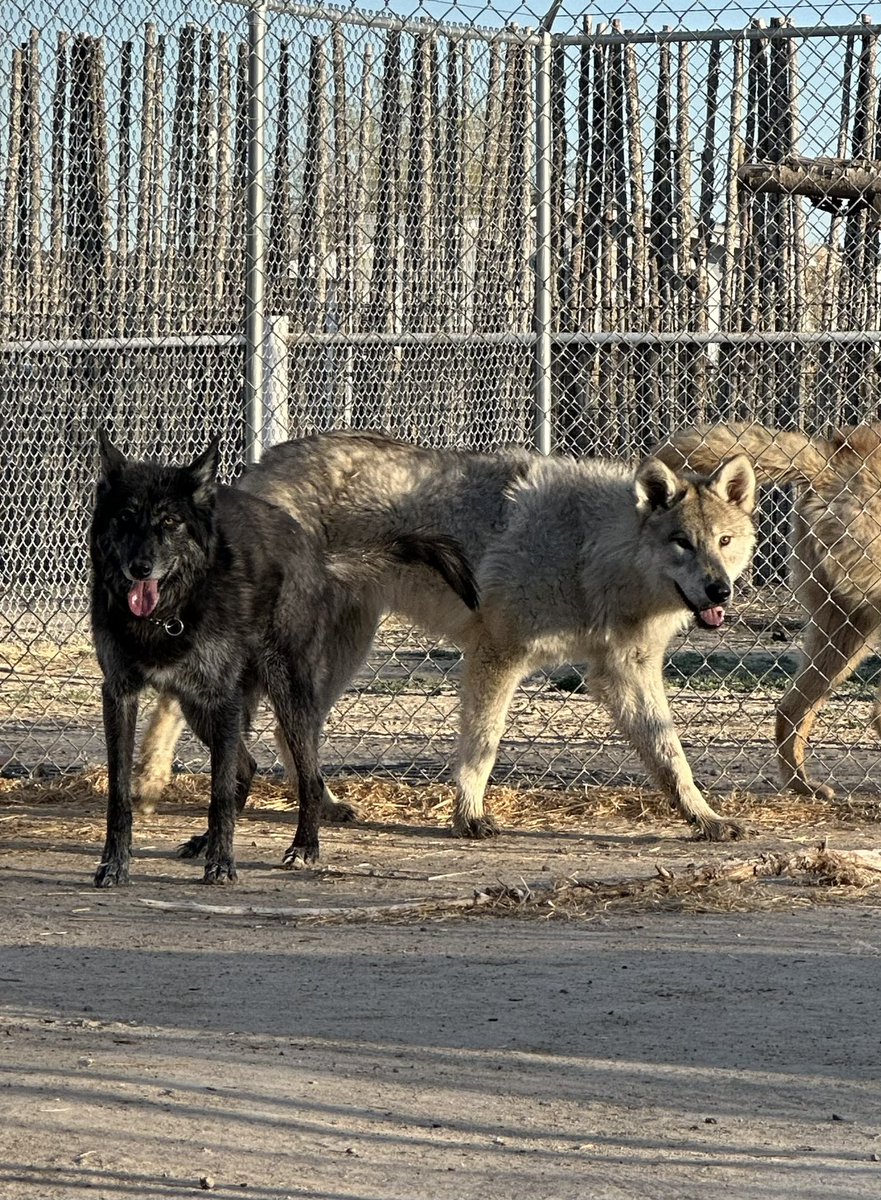 Amazon n Nala please support our mission. @mirandalambert @MuttNation @JasonHeiglFound We need funding for enclosures! Help us build now! Spring has sprung on the mountain and this is our window to get it done!