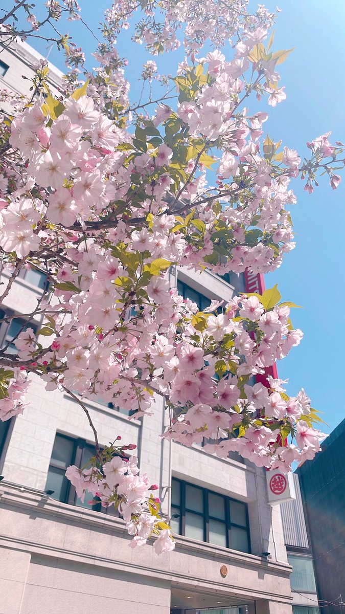 「これも桜かな??今日きれいに咲いてましたソメイヨシノはだいぶ散っちゃったけど、ま」|アイのイラスト