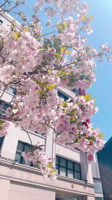 「桜 空」のTwitter画像/イラスト(新着)｜3ページ目