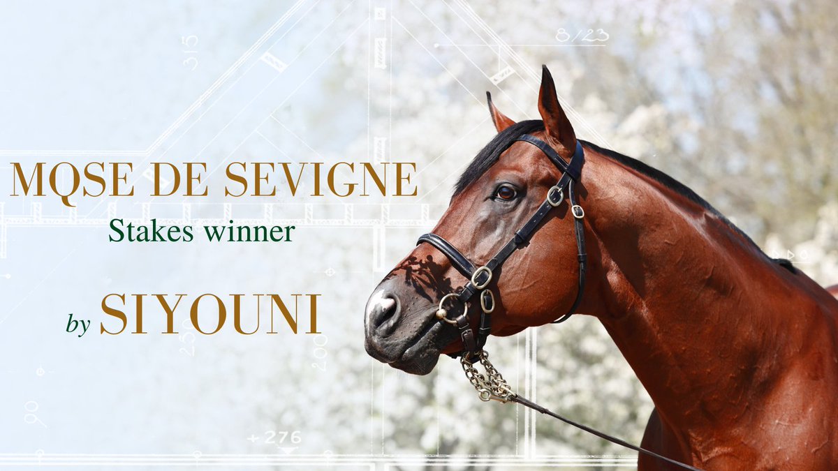 🌟 Dual Group 1 winner Mqse De Sevigné starts off the season with a victory in the Listed Prix Jacques Laffitte at ParisLongchamp. This is the fourth Stakes success of this consistent daughter of #Siyouni.