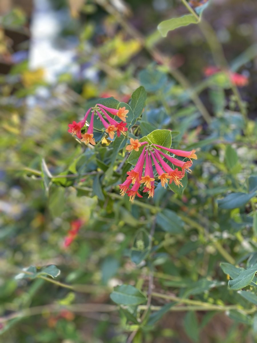 Trumpet honeysuckle is in bloom in a friend’s garden.  Hummingbirds love it! #Flowers #GardeningX #MasterGardener