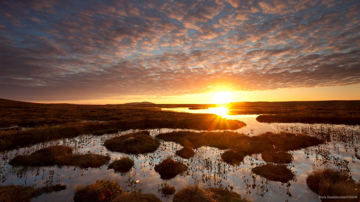 PEAT IN PARLIAMENT 📣 Next week, a bill that seeks to ban peat sales will be introduced to parliament. Despite @GovUK’s 2022 consultation showing overwhelming support for a ban, their promise to ban peat sales 'by 2024' has not been met. wildlifetrusts.org/ban-sale-peat (1/2)