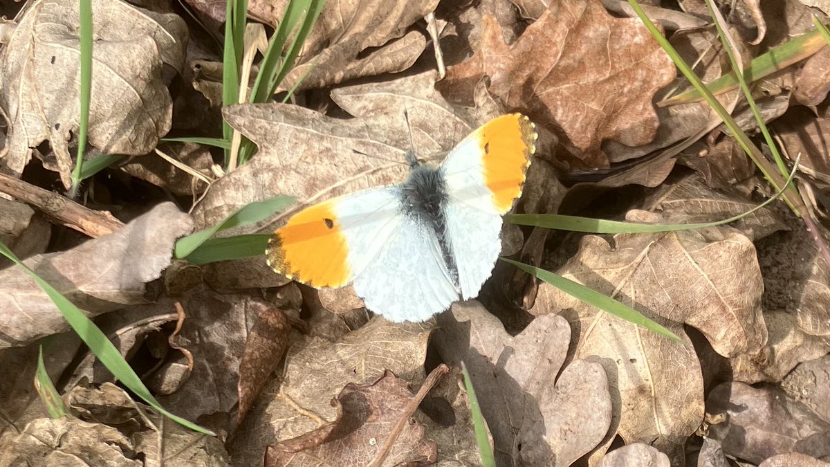 Male orange tip at Broom East, #Bedfordshire this afternoon @BedsNthantsBC complete with shadow! Lots of butterflies on the wing this afternoon.