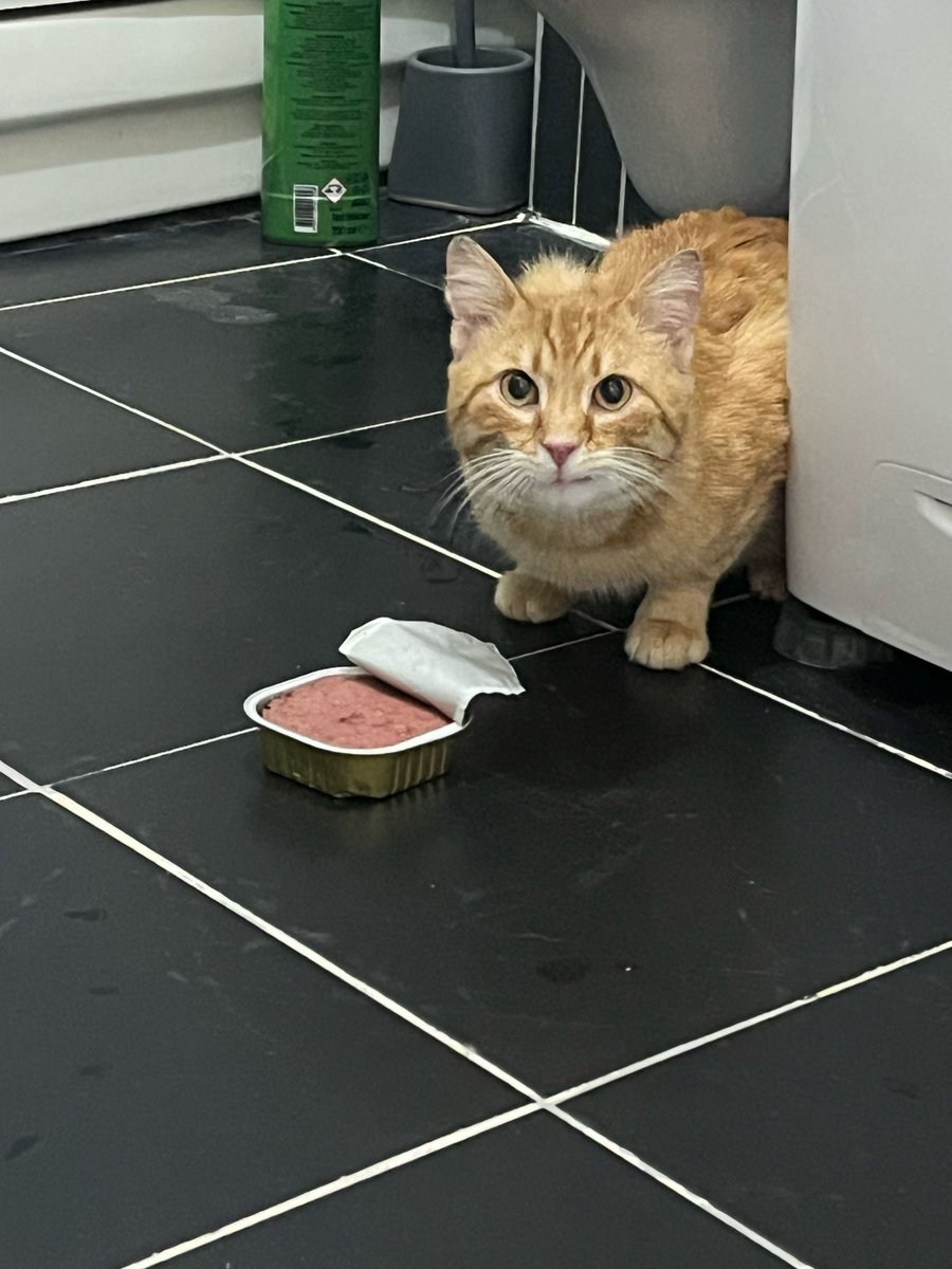 Çok acil sahiplendirme ilanı - Eskişehir (Geçici-Kalıcı)

Bu çocuğu bir kere daha paylaşmıştım. Ölmek üzereyken trafoya sığınmış halde bulundu. Bulunduğunda soldaki fotoğrafta olduğu gibi çok kötü durumdaydı. Mükemmel insanlara rastlayıp sağdaki haline geldi. Çok güzel bakıldı.