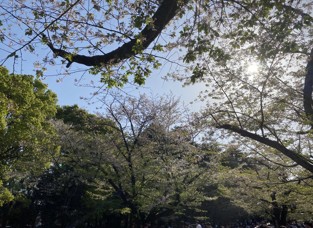 今日は今回の東京の主目的のお花見🌸に参加してきました！ お久しぶりの方や初めましての方などたくさん交流できて楽しい会でした！ お話ししてくださった皆さん幹事の方々改めてありがとうございました。 代々木公園はゴミ捨て場あるから便利ね！ 夜の公園も雰囲気あってよかったです⛺️