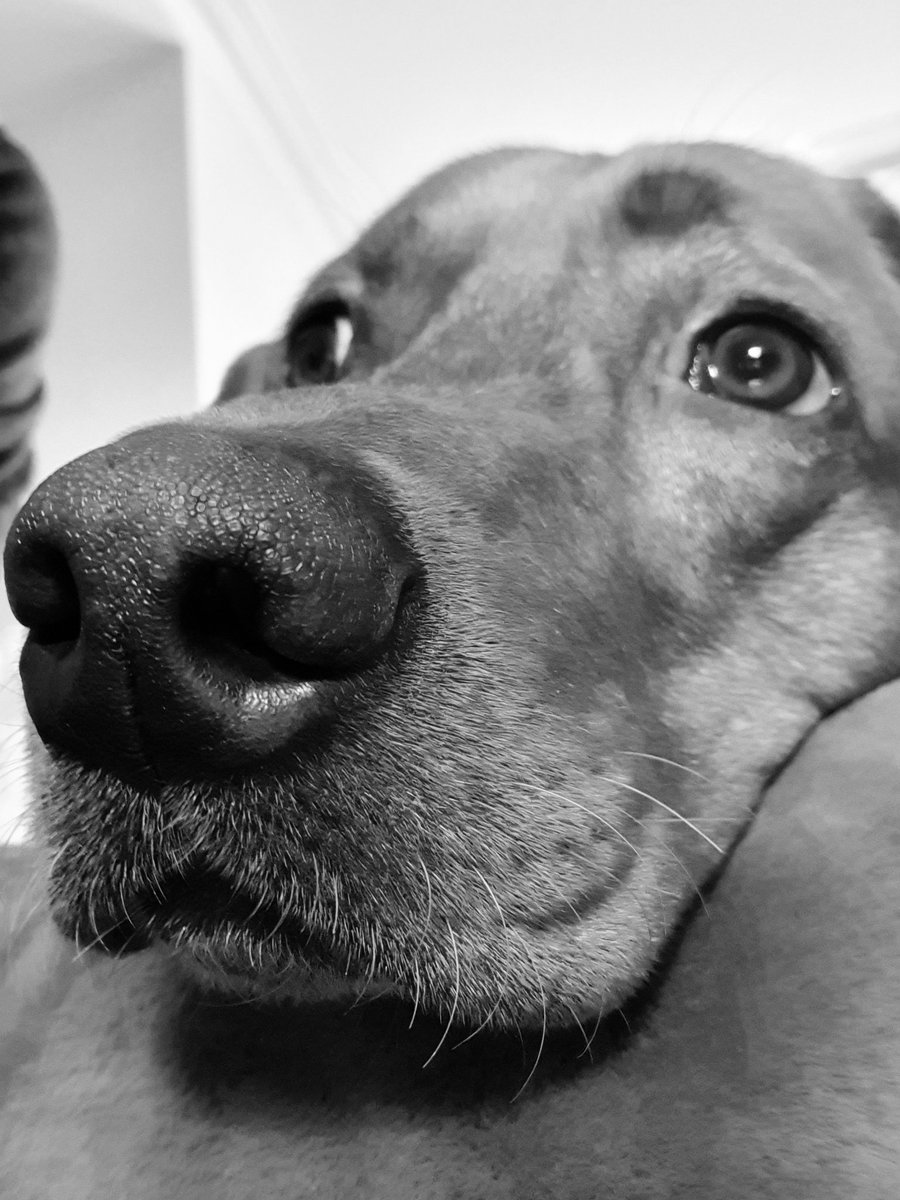 Oscar Sunday chillin 😎 #Dog #photograghy #BipolarClub