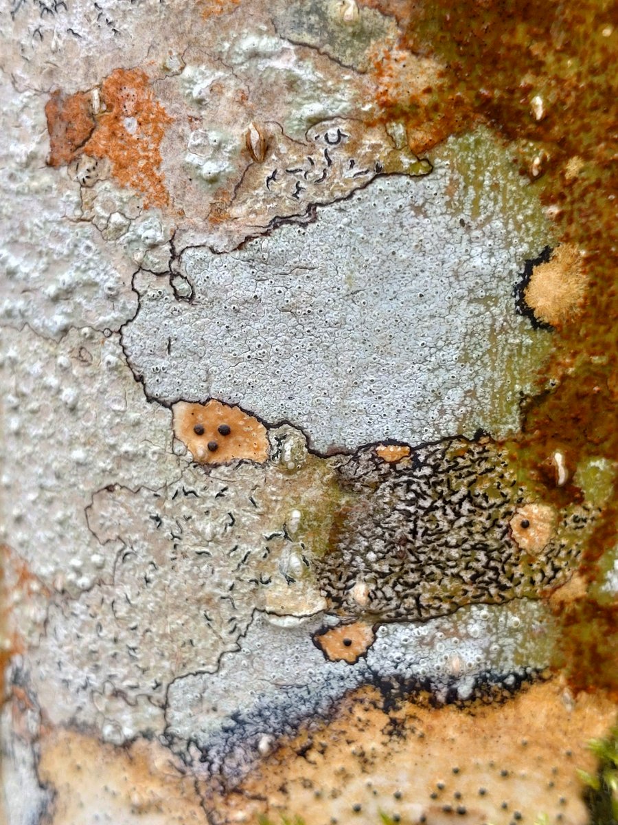 Graphidion lichens vying for territory on an ash tree