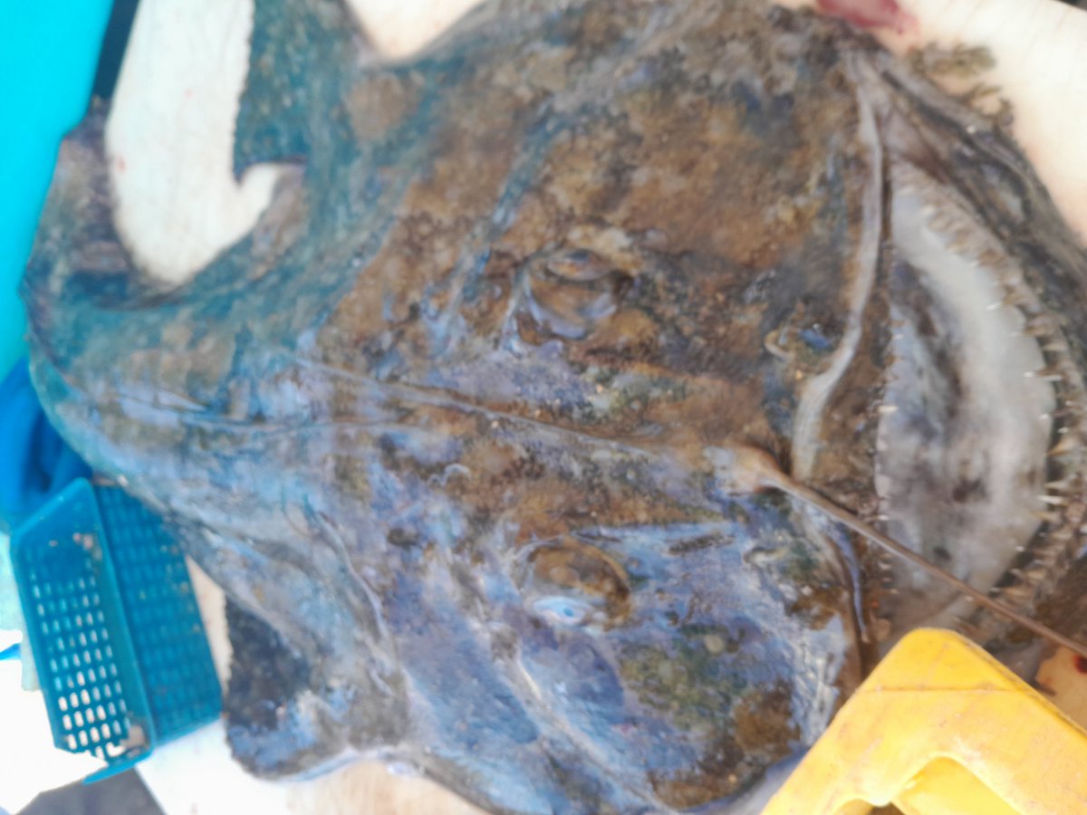 KaoutherDeMars's tweet photo. J'aime ma ville. 💙
#Marché #poissons #vieuxport #vieuxportmarseille #Marseille #sud #suddelafrance #mediterraneanfood #mediterraneanlifestyle #mediterranee #mediterraneanlife #magique #love 💙❤️ https://t.co/yQMfsgXinW