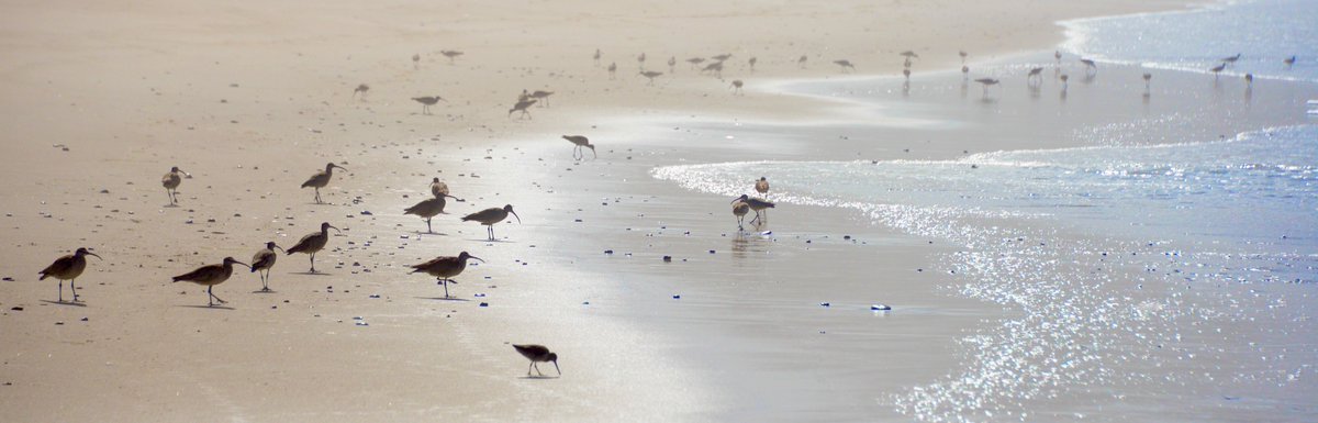 Shore Birds. 
Point Reyes National Seashore, California.
#PointReyes | @PointReyesNPS