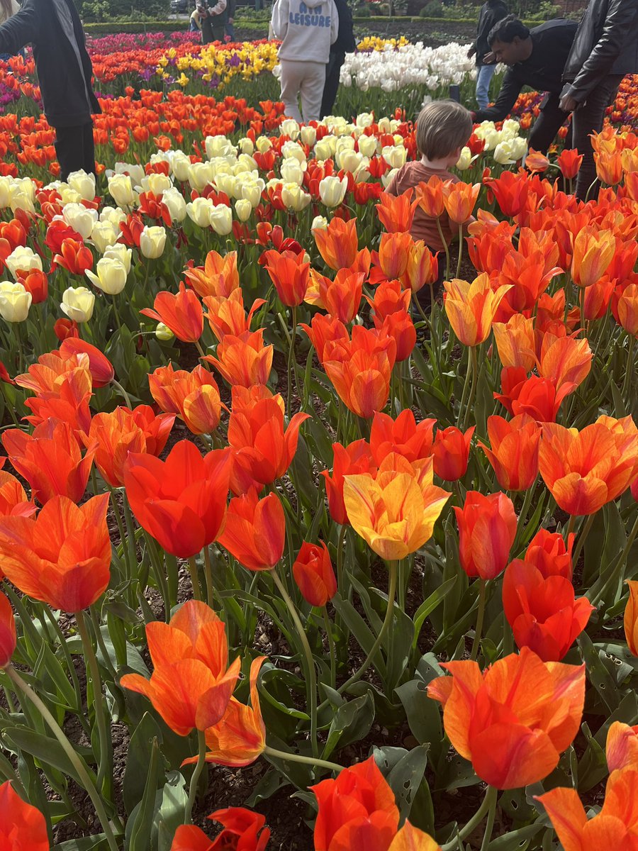 Tulip season 💐