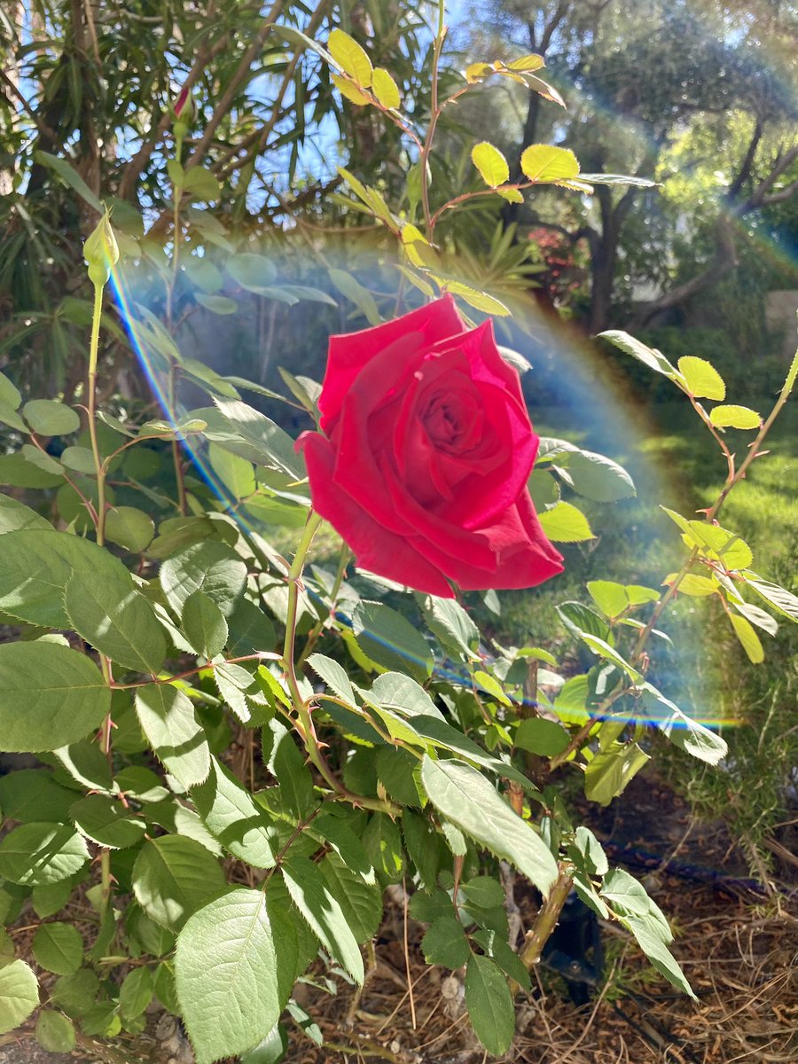 First rose of the year has bloomed in the back yard. Spring is here! Not sure how this rainbow ended up in the picture but I’m seeing it as a hopeful sign.
