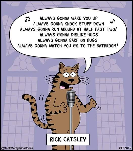 mildredcrazycat's tweet photo. Sing along now! 🤣😺 #rickastley https://t.co/qsPJnJmCmq