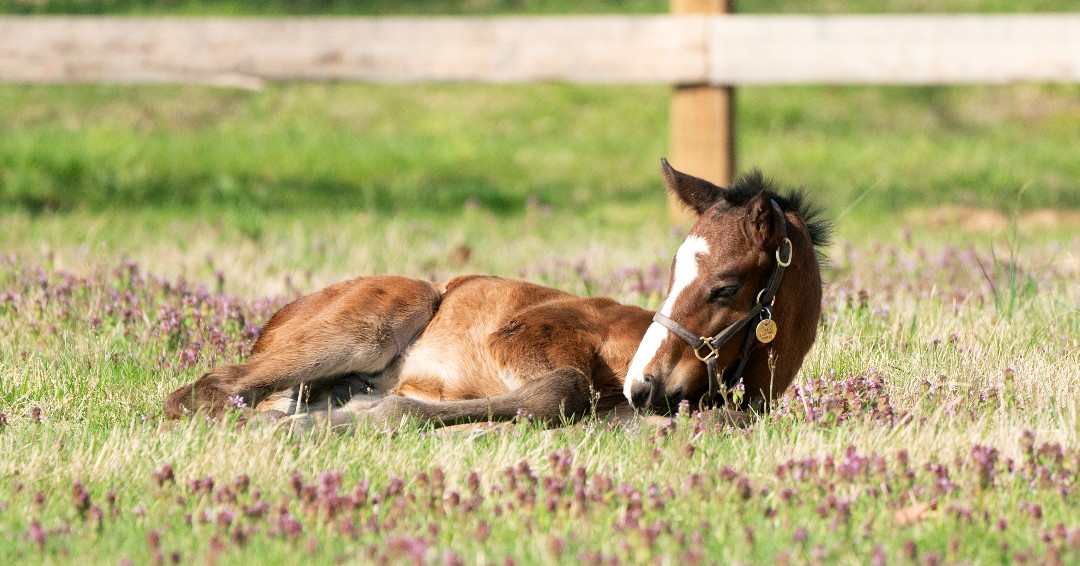 Oh, to be a foal napping on a lazy Bluegrass Sunday 🌸
.
.
📸: CONSTITUTION colt out of homebred G3W ELECTRIC FOREST #BredandRaised #Storkstreet #foalsof2024