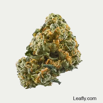 PotCultureMag's tweet photo. #StrainProfile: Sunshine Lime, the perfect Sunday strain! 🌞🍋 With 20% THC and myrcene as the star terpene, it boosts moods to leave you tingly, giggly, and utterly happy. Ideal for a light-hearted, joyful day. #PotCultureMagazine #stonerFam #CannabisCommunity #SundayStrain https://t.co/1IhxCZnzOC