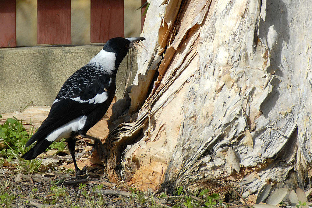 This new #RSOS paper explores the heritability of #cognitive performance in Western Australian #magpies. Read more: ow.ly/nQqi50R8ruE @LizzieSpeechley